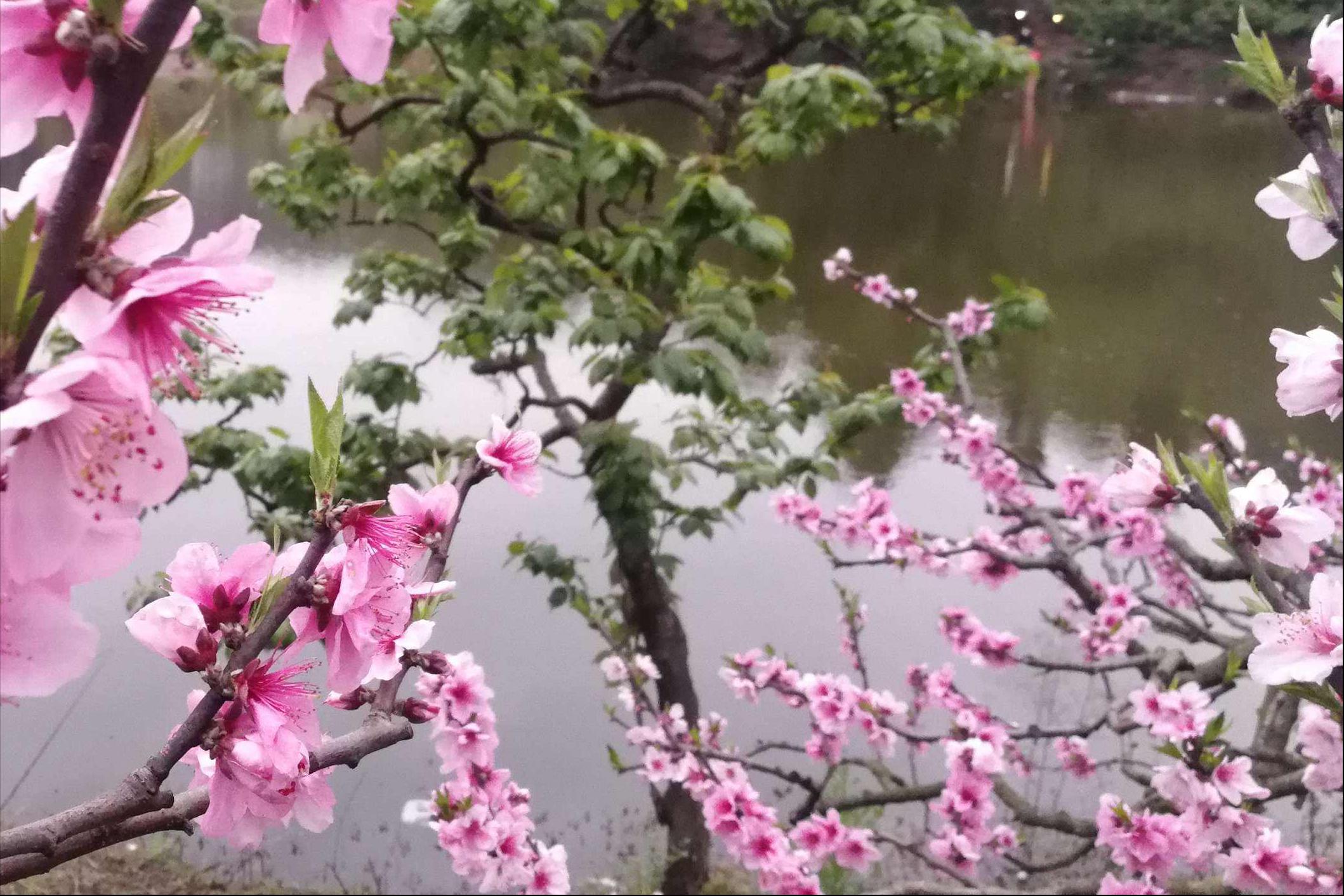 刘禹锡最著名的十首诗及赏析,一代诗豪刘禹锡经典名篇