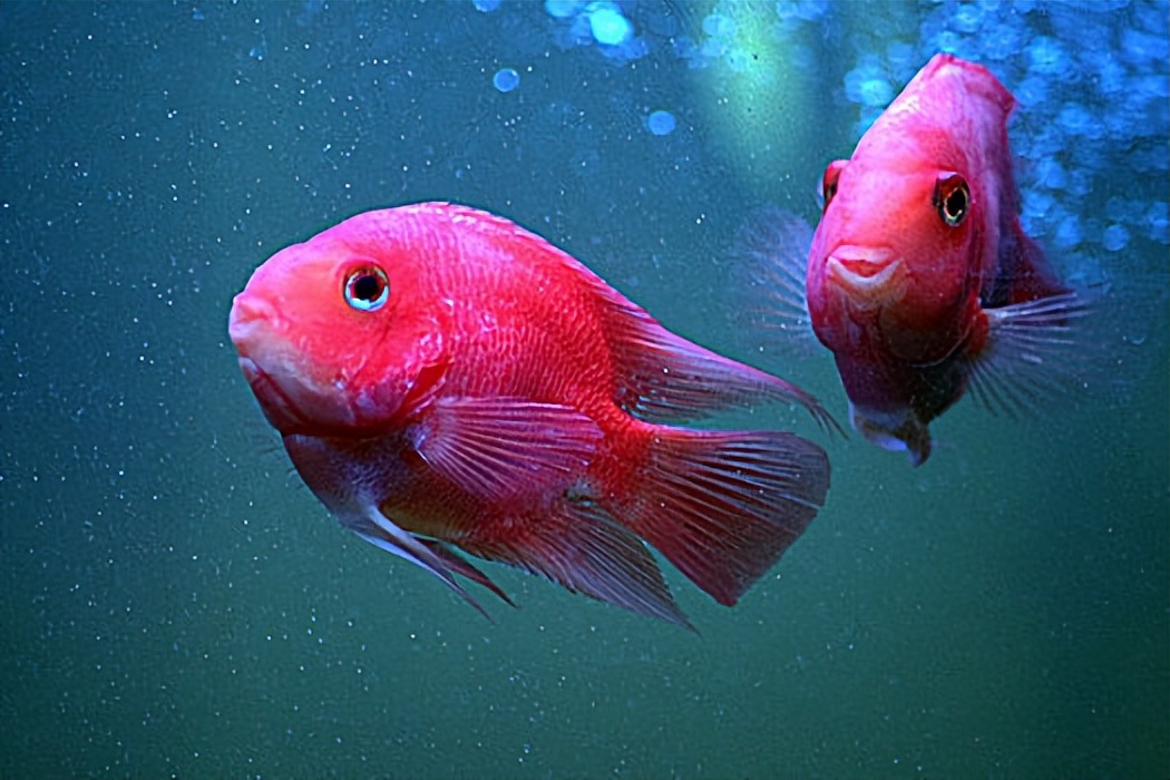 能人工饲养的鹦鹉鱼有哪些,鹦鹉鱼的饲养知识你知道吗