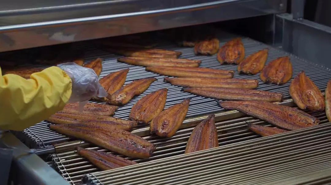 日本鳗鱼福建造，福建人林文生：一吨鳗鱼18万，利润五成