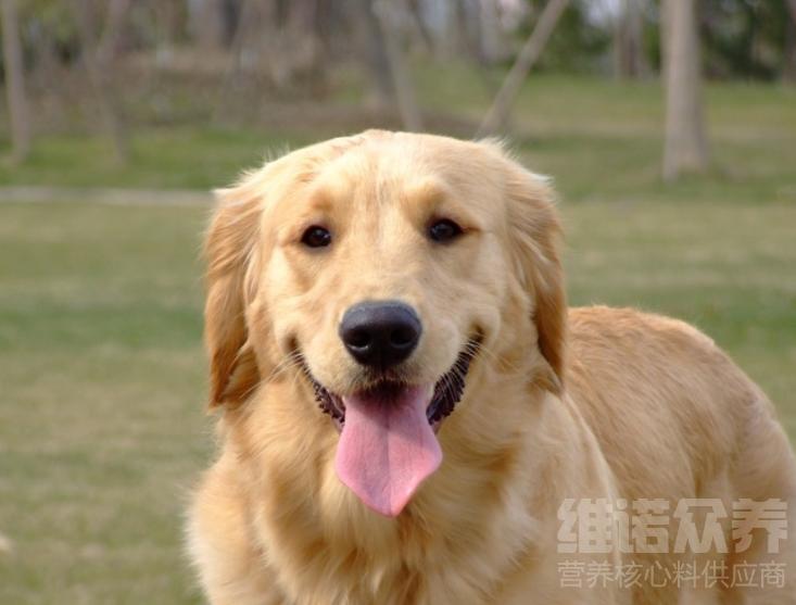 肉狗快速催肥饲料配方,专用肉狗催肥粮