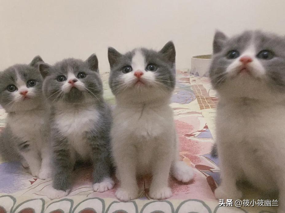 便宜适合新手养的猫咪一百左右,猫咪价格便宜又好养