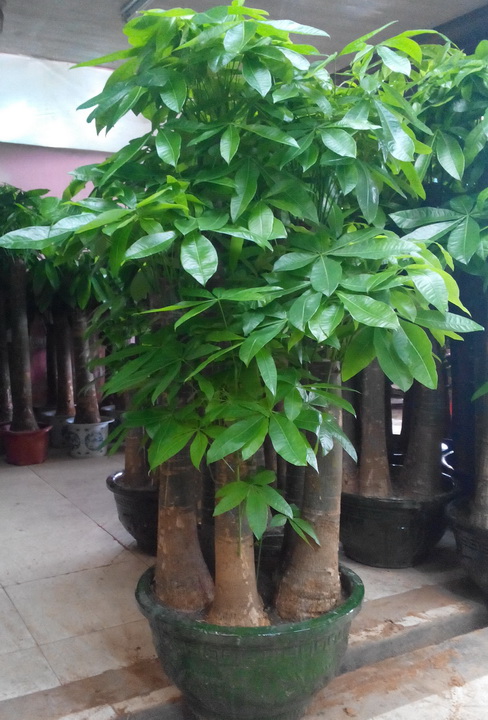 治愈系盆栽绿植推荐,室内小型绿植花卉推荐品种