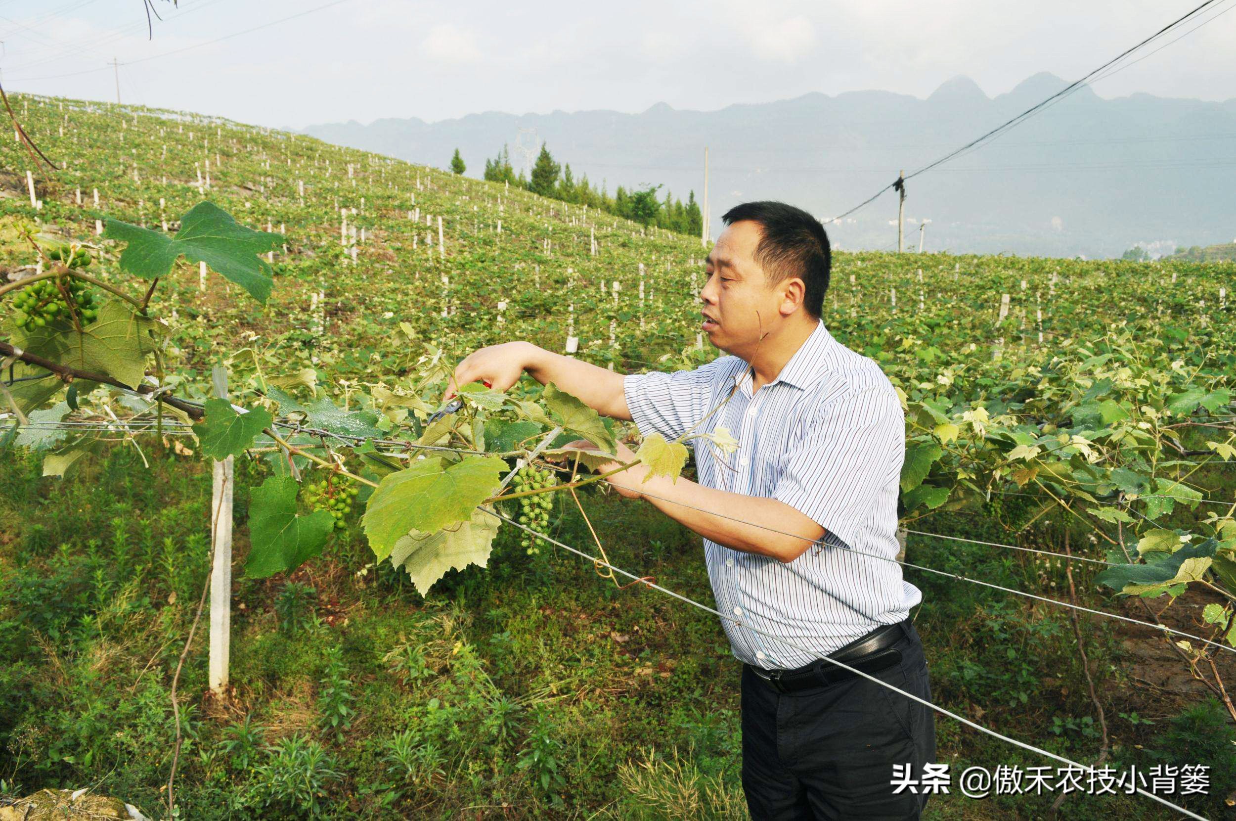 怎样让葡萄长势又好产量又高？春季果园管理重点抓好这5点