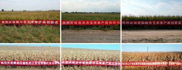 沃滴滴生物液态肥助力玉米、马铃薯高产新潮流，创造高产奇迹