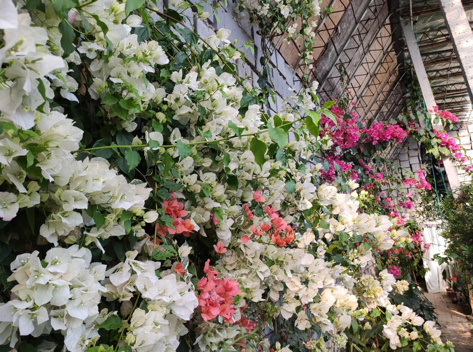 小院大门口种什么爬藤花漂亮,院子做花园