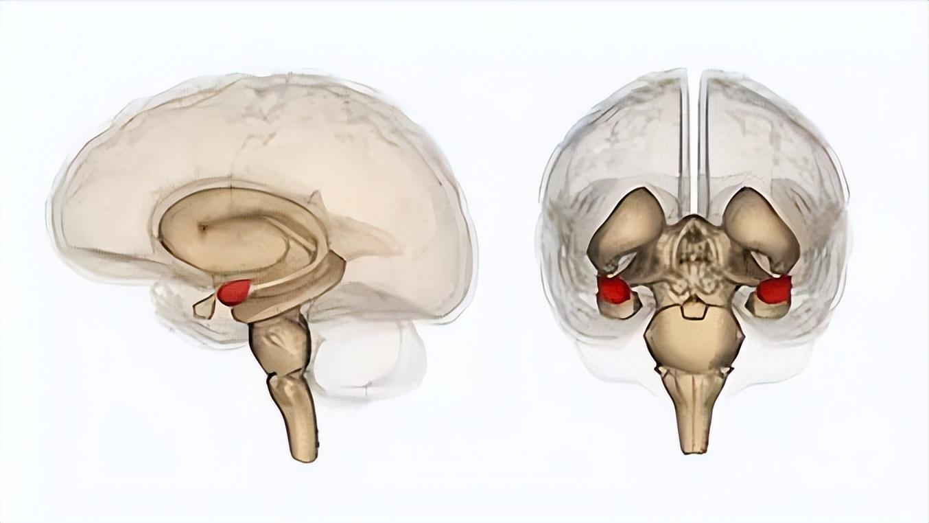 科普食物富含镁预防痴呆症,补充镁离子能预防老年痴呆吗
