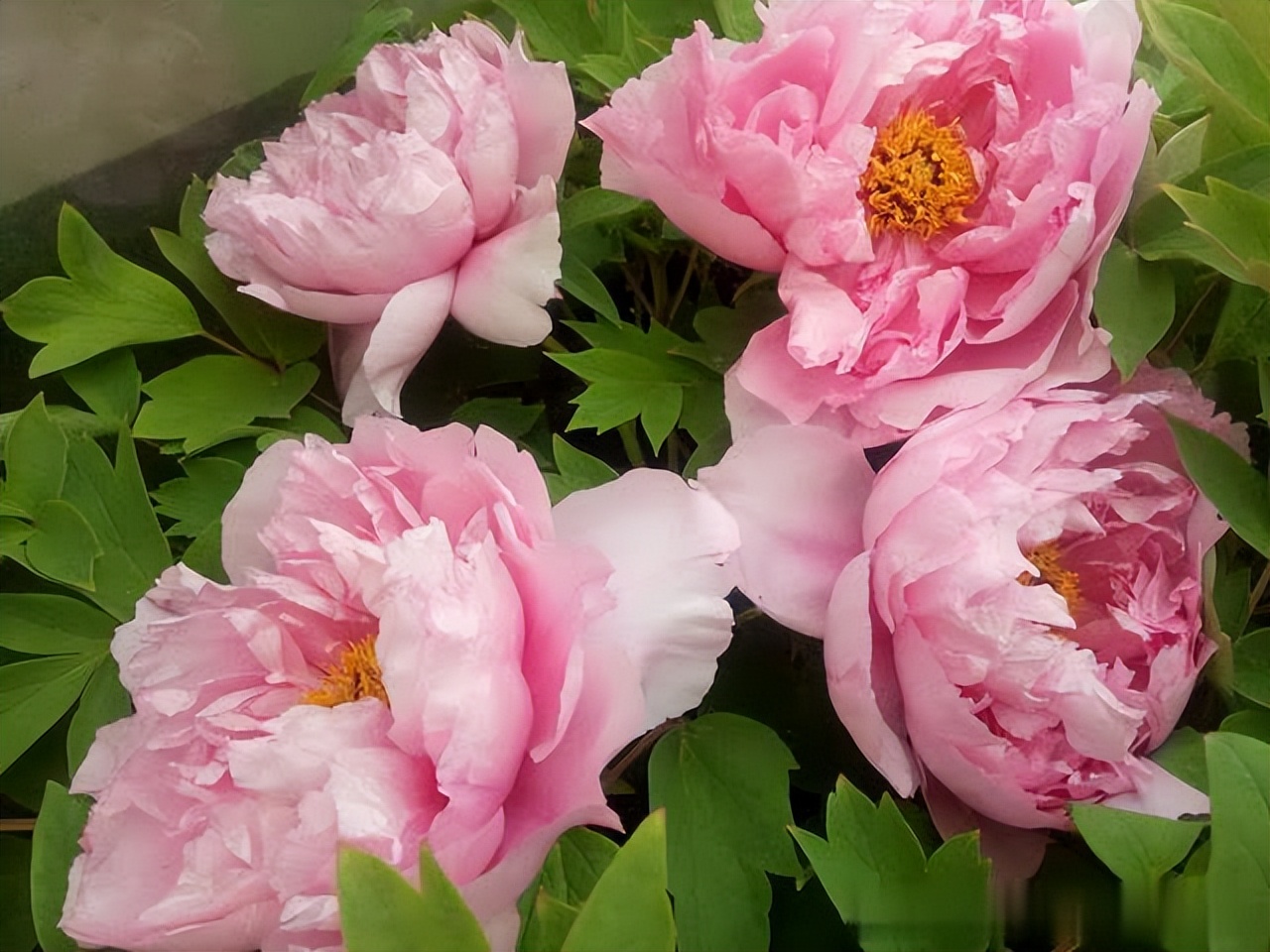 家居养花注意事项,家里养花再贵也要养3种花