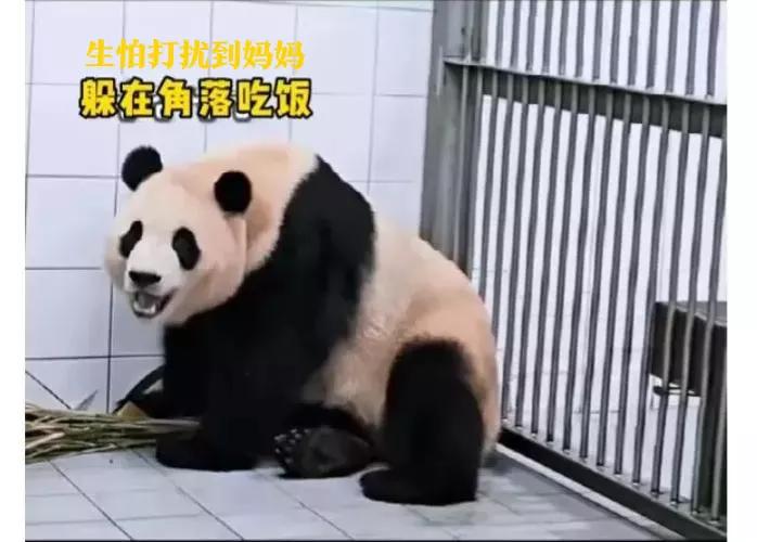 福宝是自然受孕的熊猫宝宝吗,爱宝和福宝自然受孕