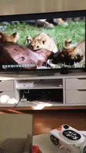 猪八戒的钉耙比悟空谁强,孙悟空金箍棒和猪八戒的九齿钉耙