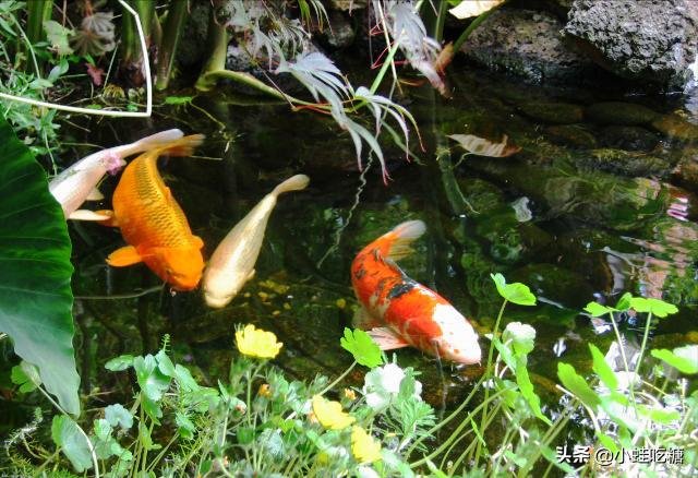 水质清澈的池塘,池塘怎么才能使水质变清澈