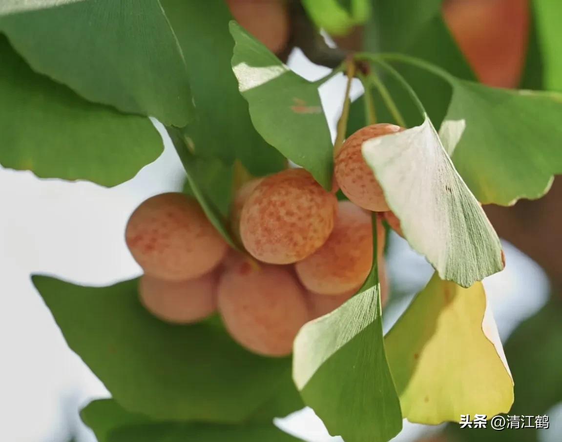 鸭掌木病害图谱及防治,鸭脚木的病害和治疗方法