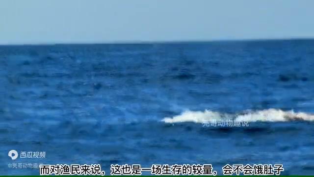 用最原始的弓箭捕鱼,利用原始工具捕鱼