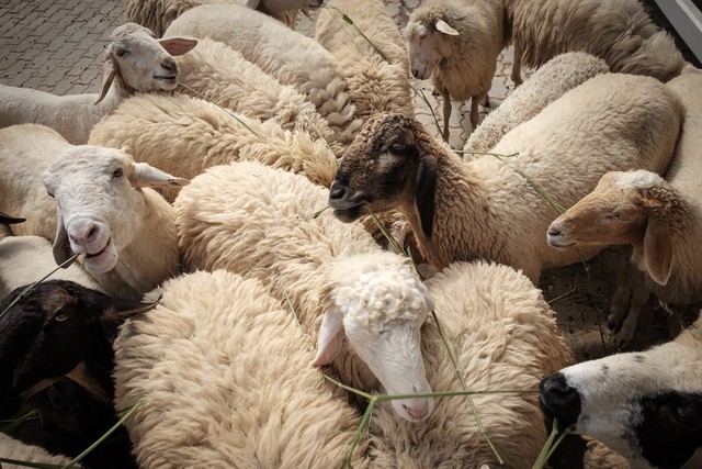 卖羊秘诀,怎样卖羊最有效