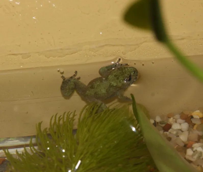 「原来欧洲有这么多种蛇？！」偷师卡塞尔的豢龙大师·下