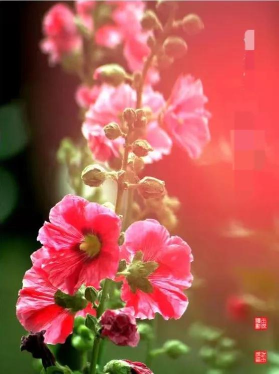 赞抗疫英雄七言律诗,赞抗疫医护诗词