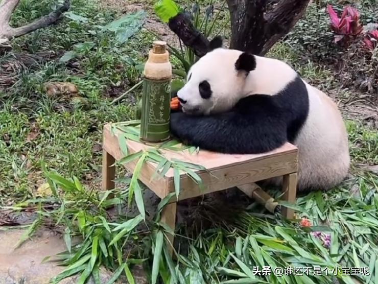 梅清大熊猫小时候去长隆视频,大熊猫梅清短腿