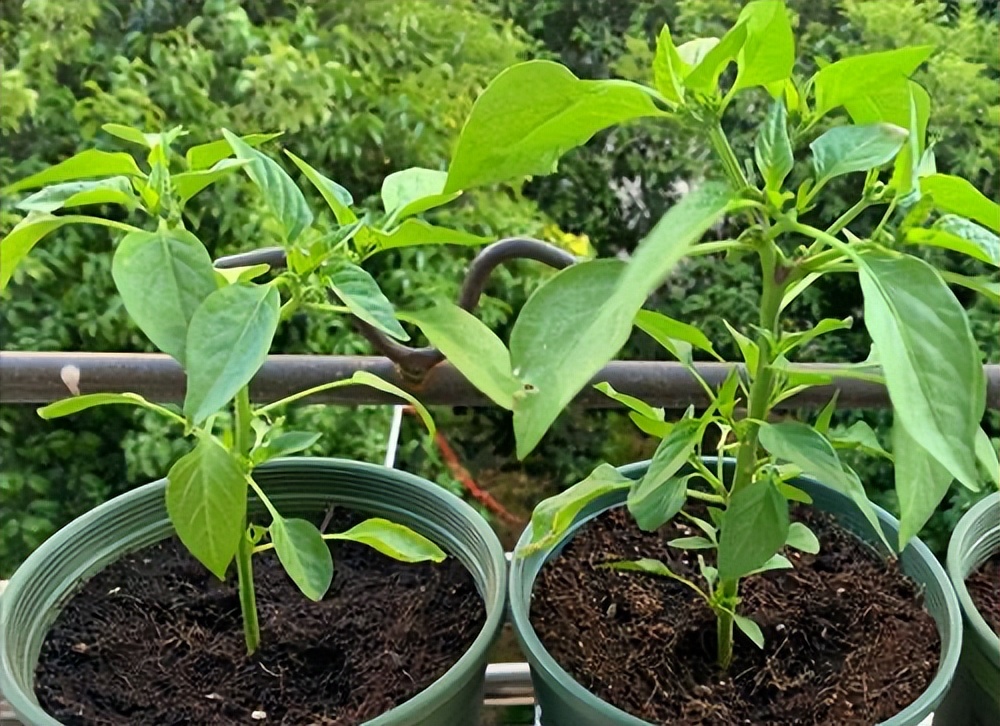 阳台种菜的最佳方法,阳台种菜的方法和技巧大全