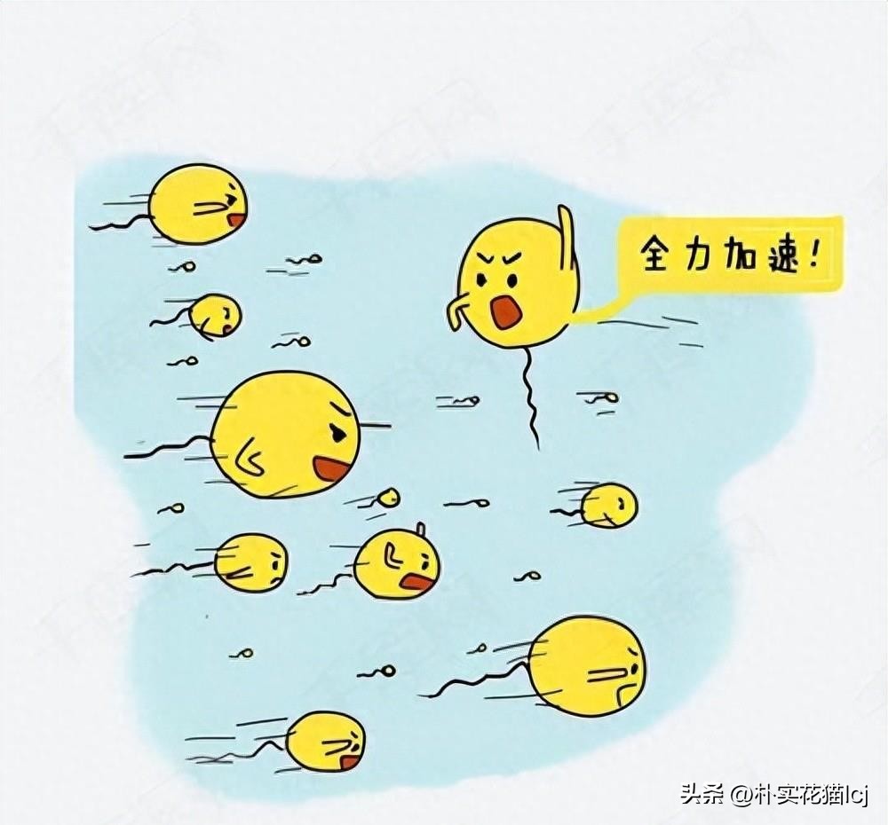 精子受孕未成功后去哪了,没有成功受孕的精子都去哪里了