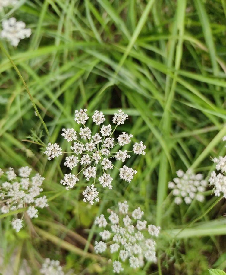 西南官话方言云南,花垣方言