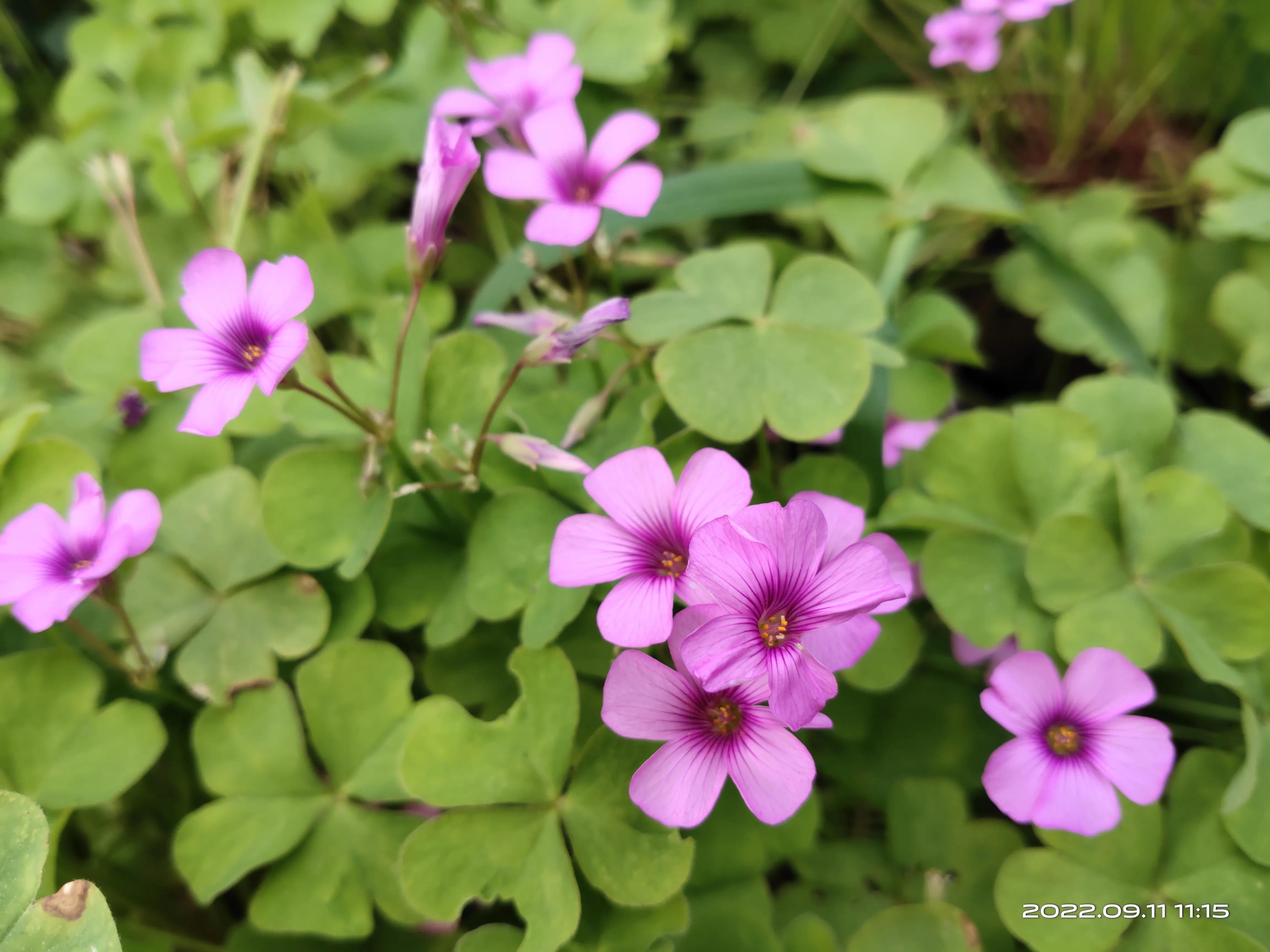 济南森林公园,济南森林公园周边游玩