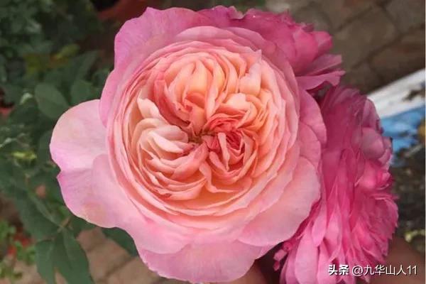 藤本月季品种列表,大红色藤本月季哪个品种好