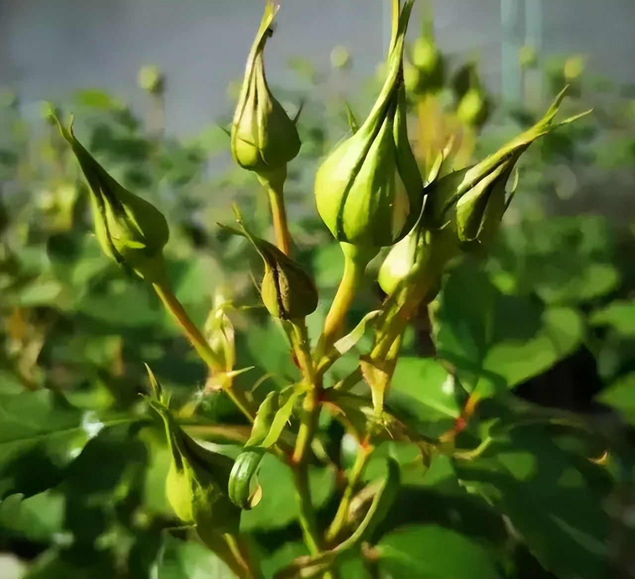 养花黄叶必须用剪刀剪吗,养花开花前怎么修剪