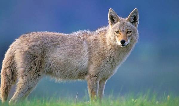 黄鼠狼进鸡棚咬死鸡,养鸡场遭黄鼠狼祸害