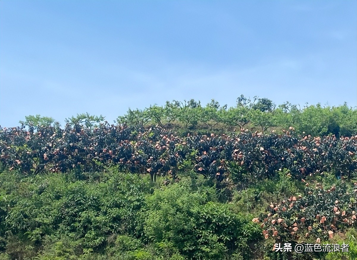 四川这座城市怎么样,四川这个省好吗