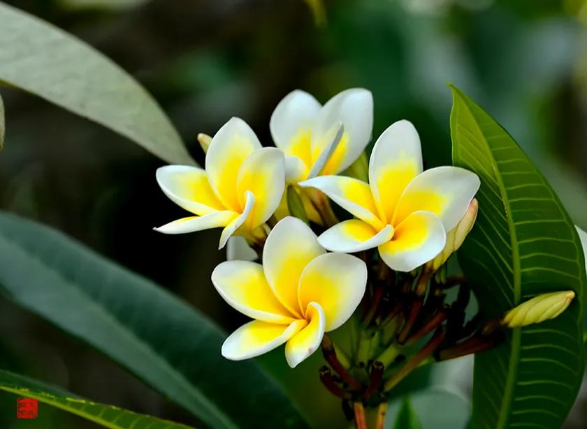 5月至7月有哪些花开,6月有哪些花开