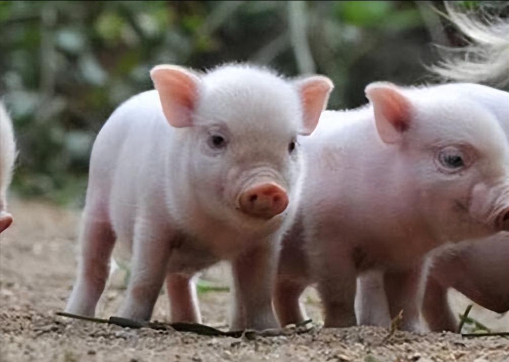 人兽真能杂交？日本批准“人兽杂交胚胎实验”，是灾难还是福音？