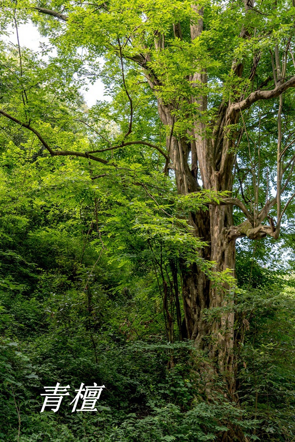 诗经中的伐檀,诗经伐檀是指哪里