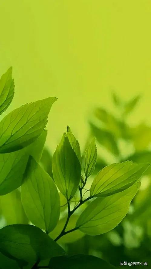 超清超美独一无二手机壁纸图片,养眼养心的壁纸