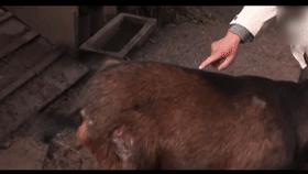 山村十大诡异怪事件,四川大山发现的怪物