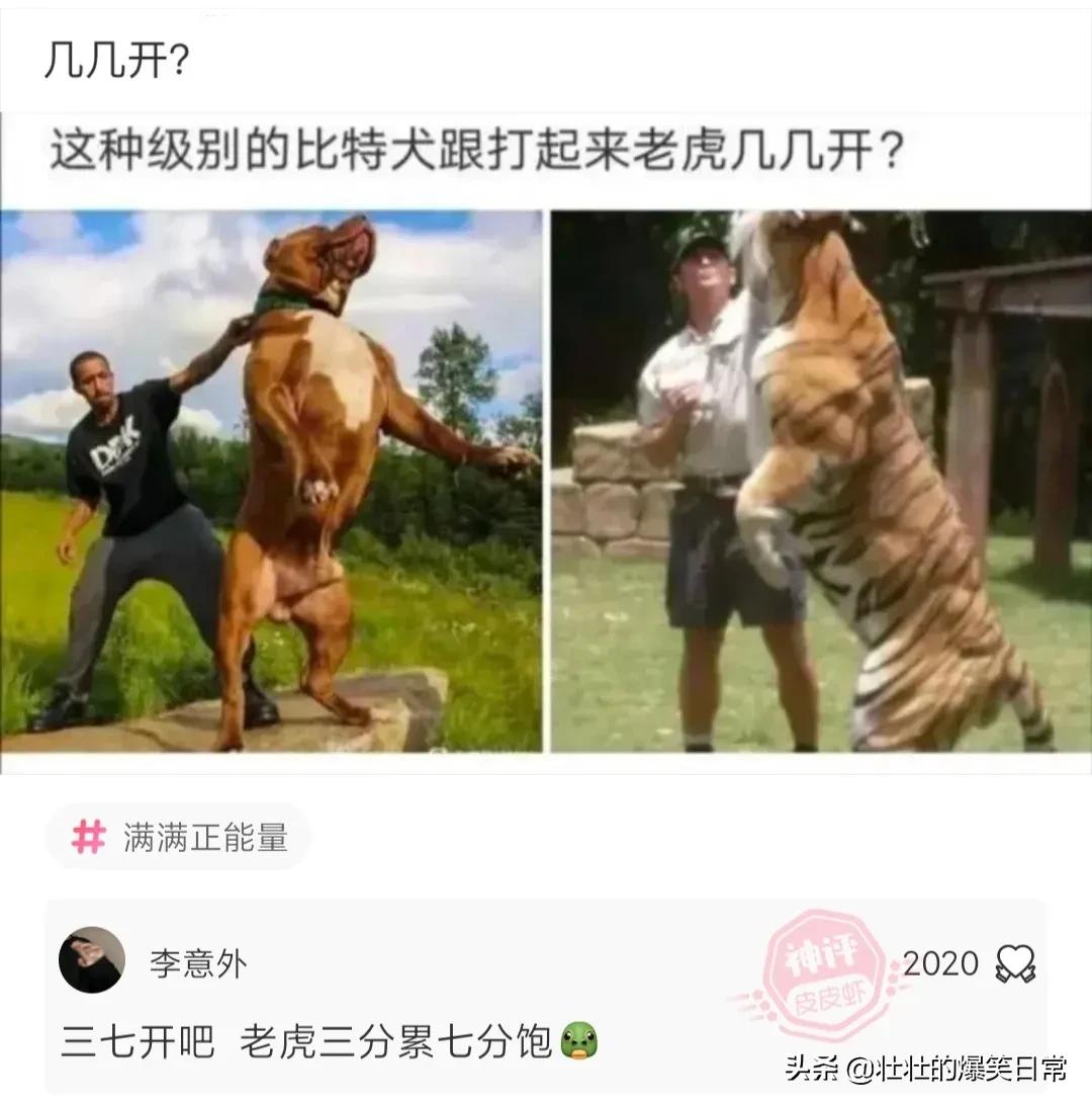 狮子魔性的笑声笑死人,狮子搞笑片