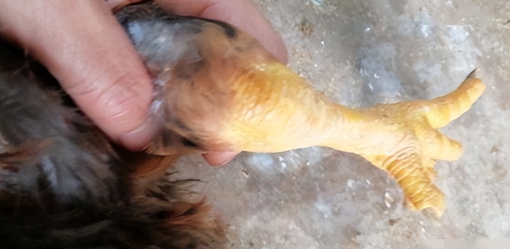 鸡的滑液囊用什么药治疗,鸡患滑液炎怎么治