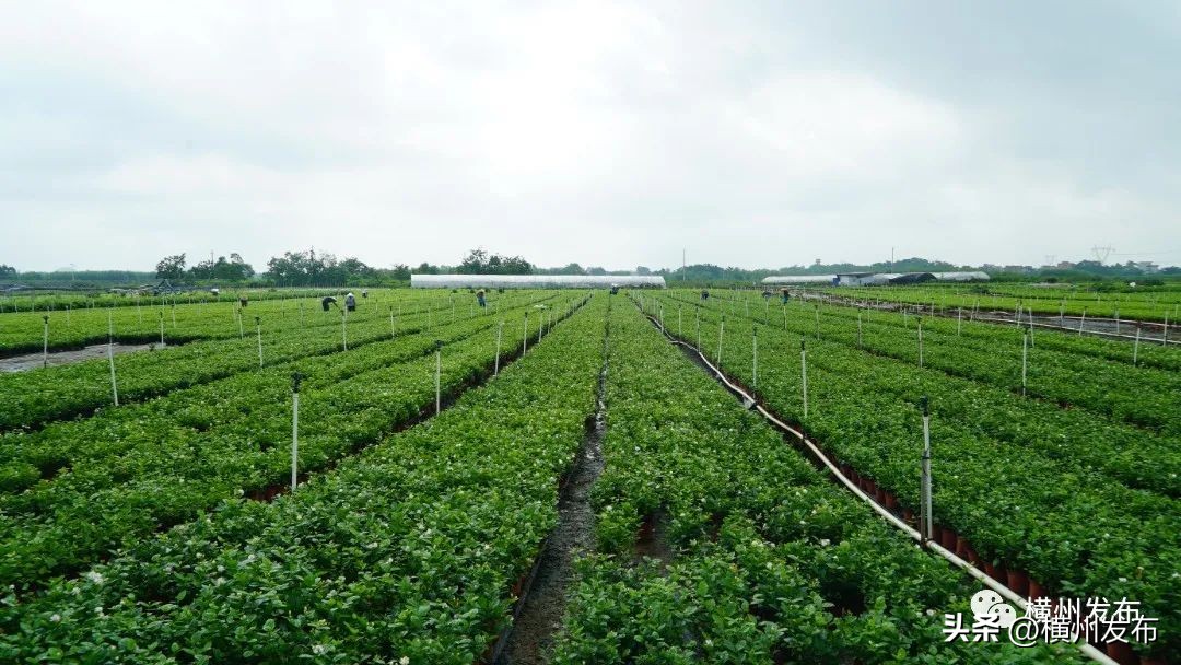 茉莉花盆栽批发南宁,正宗茉莉花盆栽安徽发货