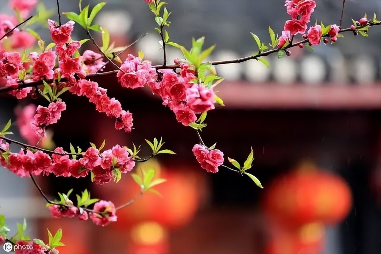 赏花最好的十首诗,看花发朋友圈的绝美诗句