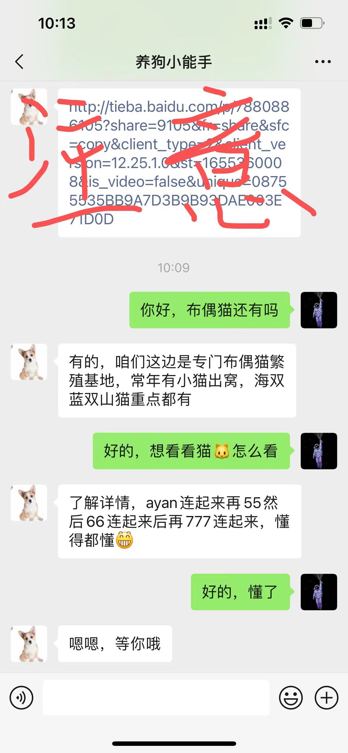 布偶猫什么是蓝双什么是海双,布偶猫种类英文