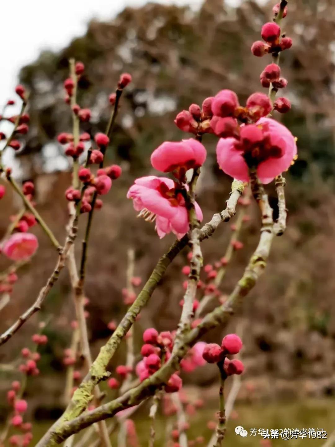 梅花图简介,历代名家梅花图