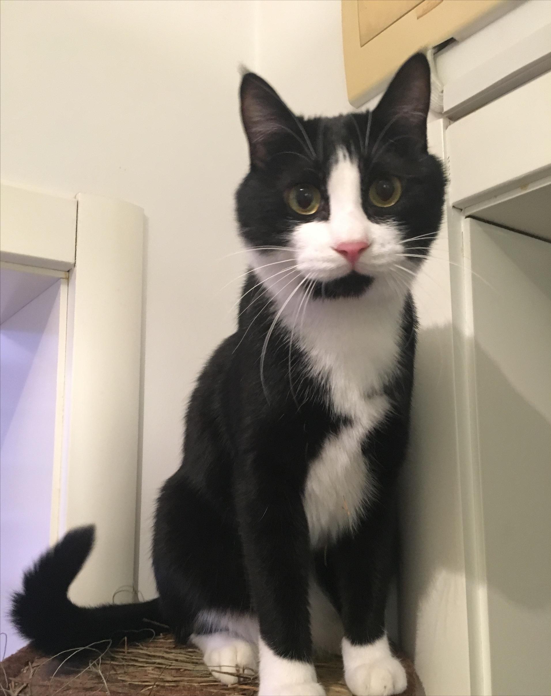 不推荐养的六种猫是哪六种,哪种猫最不好养而且又最好养