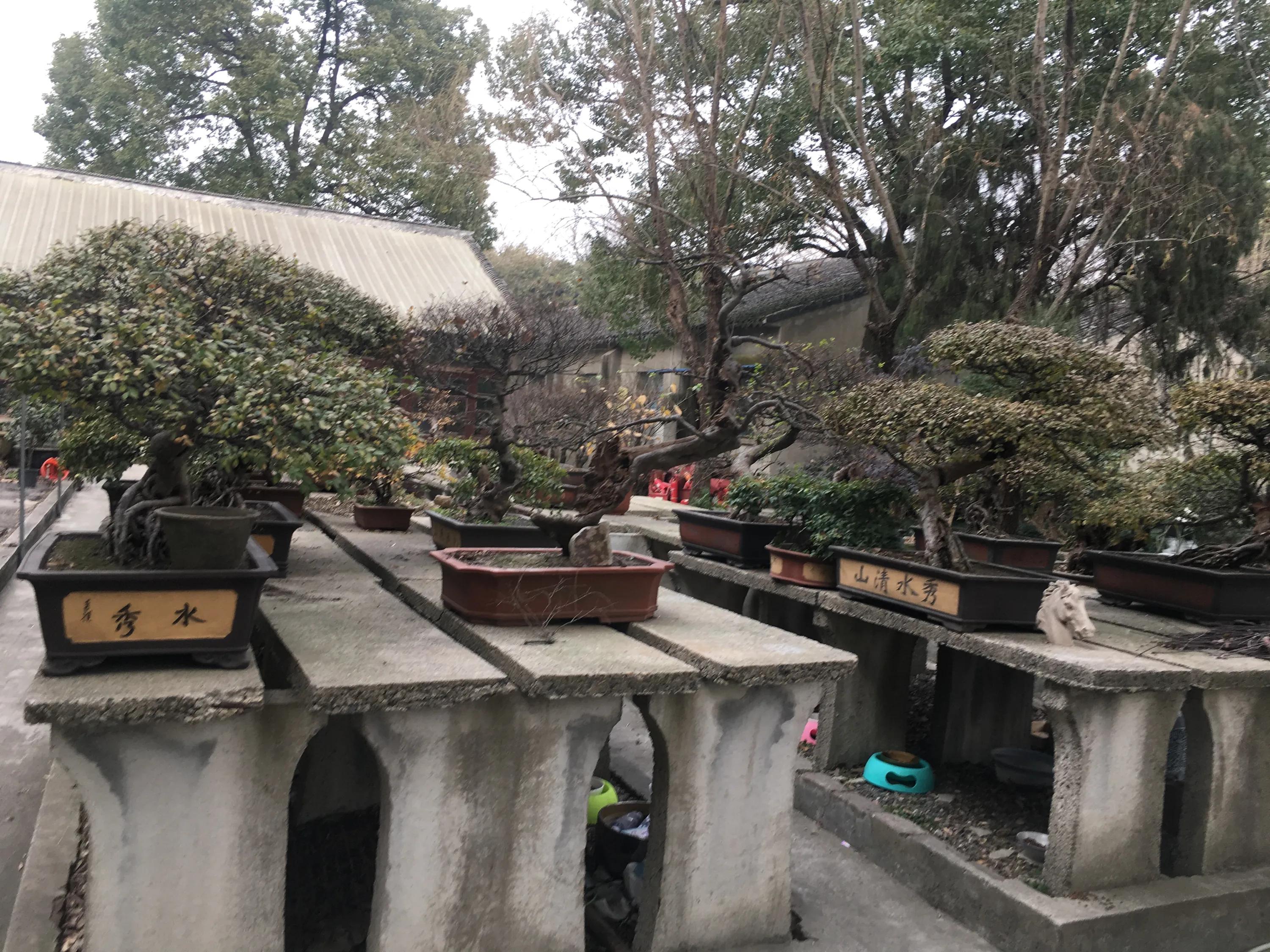 苏州西园寺猫咪图片高清,别样苏州