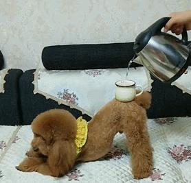 泰迪为啥那么讨人厌,泰迪真的好色么