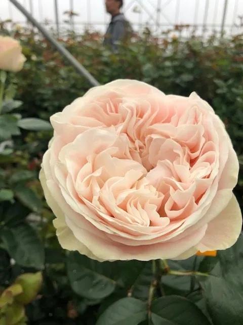 vip花束白玫瑰,vip切花