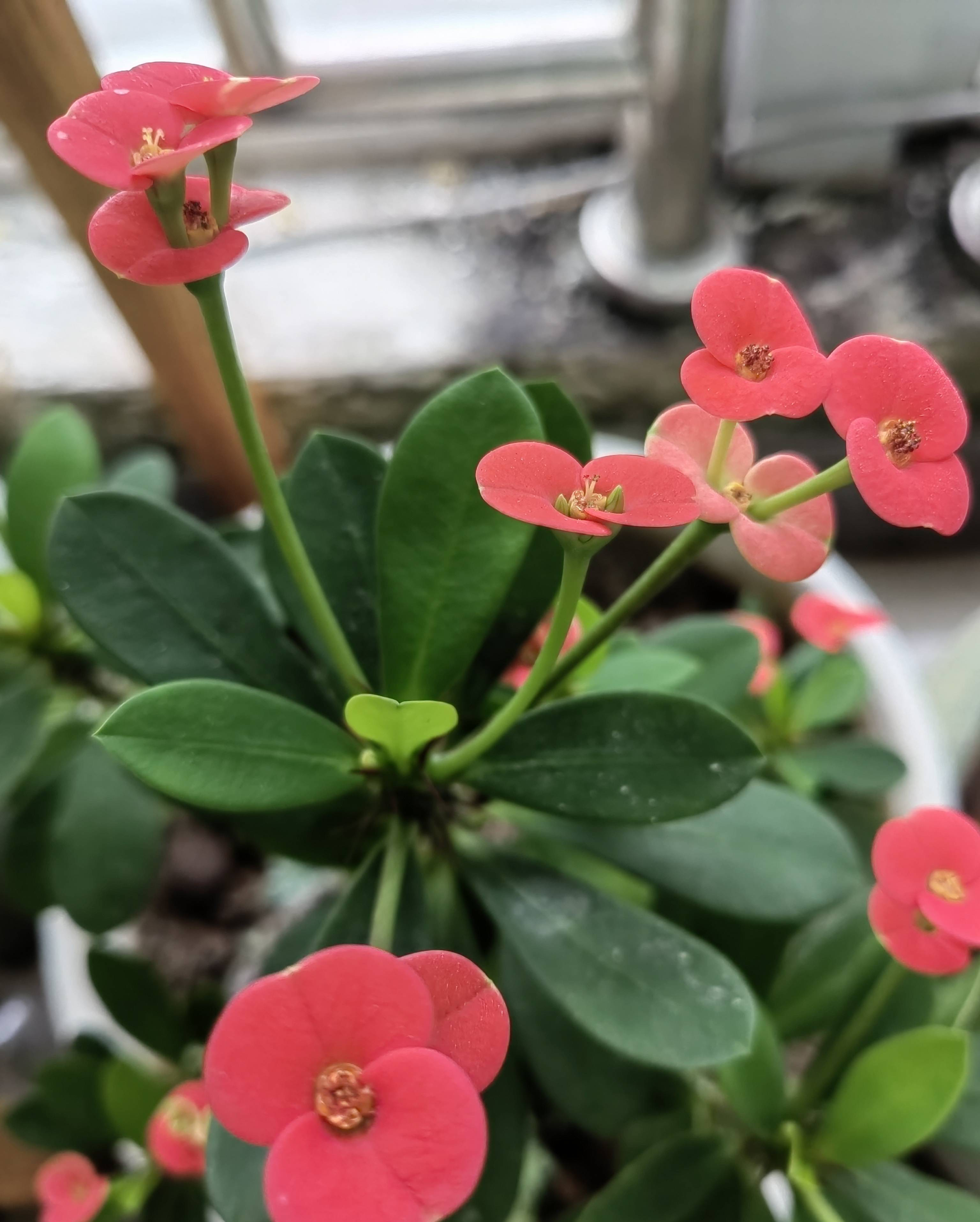 虎刺梅的养护技巧,虎刺梅如何养护花开鲜艳