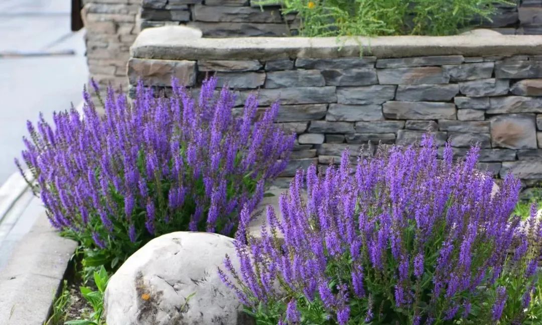 30款经典蓝紫色开花植物!别拉我,就让我坠入这梦幻的漩涡