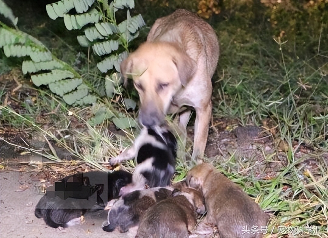 仰头喝水流浪狗被收养,流浪狗被捡回来养