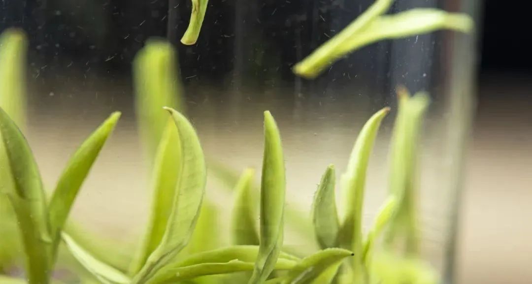 安徽值得一家人旅游的地方,安徽有哪些吸引人的地方