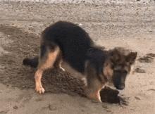 如何养好一只德牧,养德牧最省钱的方法