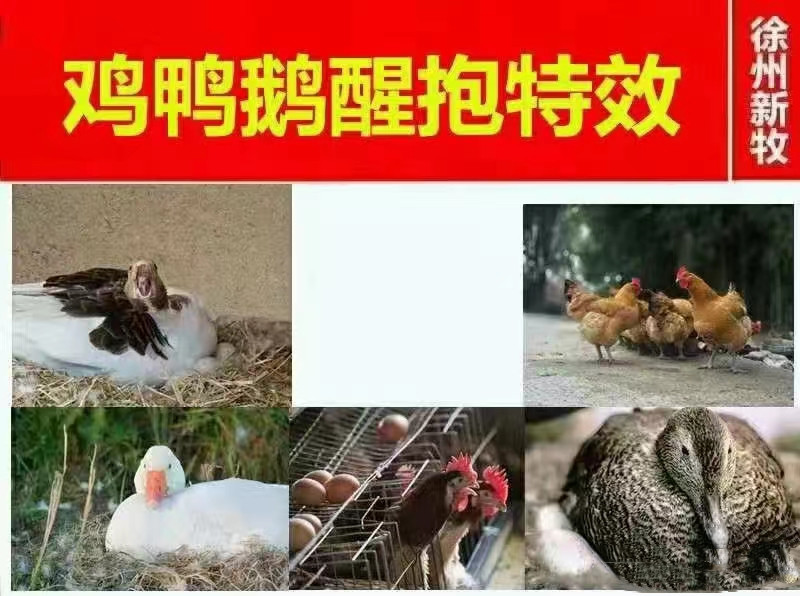 鹅抱窝怎么才能让它醒窝,鹅抱窝怎么醒窝