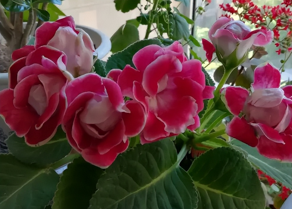 5种花浇不死浇水越多长得越旺,夏天种花早上还是晚上浇水好